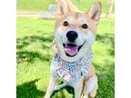Adopt Norang a Tan/Yellow/Fawn - with White Shiba Inu / Mixed dog in Portland