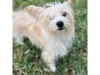 Bruce Cairn Terrier Adult Male