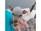 American Hairless Terrier Puppy for sale in Tremonton, UT, USA