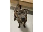 Adopt Brown A-17-AVAILABLE a Plott Hound, Pit Bull Terrier