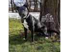 Adopt Dexter A-21-AVAILABLE a Black Labrador Retriever, Pit Bull Terrier