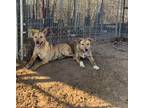 Adopt Banzai a Catahoula Leopard Dog, Carolina Dog