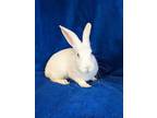 Adopt Waffles a White Other/Unknown / Other/Unknown / Mixed rabbit in Moncton