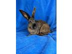 Adopt Cinnabun a Chocolate Other/Unknown / Other/Unknown / Mixed rabbit in