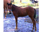 Half Arabian weanling Filly should make medium to Large pony