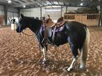 5 yr old Grade Paint Mare