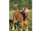 Belgian horse for sale