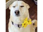 Adopt Daisy a Tan/Yellow/Fawn - with White Akita / Border Collie / Mixed dog in