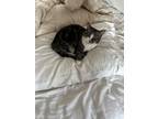 Adopt Tobi a Brown Tabby American Shorthair / Mixed (short coat) cat in