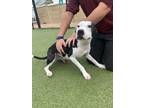 Adopt Stewart a Black Boxer / Mixed dog in Burleson, TX (36861036)