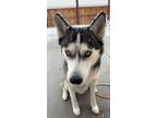Adopt Blue a Black - with White Husky / Sealyham Terrier / Mixed dog in Reno