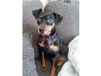 Adopt Bow a Black Miniature Pinscher / Mixed dog in West Allis, WI (36854737)
