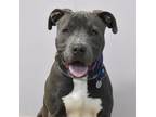 PEPPERMINT American Pit Bull Terrier Young Male