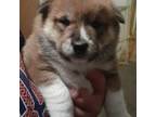 Shiba Inu Puppy for sale in Monroe, MI, USA