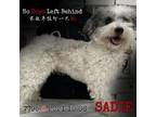 Adopt Sadie 7795 a White - with Tan, Yellow or Fawn Poodle (Standard) / Mixed