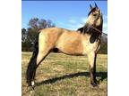 Tennessee Walking Horse Gorgeous Buckskin Gaited Registered TWH Gelding