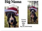 Adopt Big Mama (in foster) a Mixed Breed