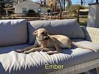 Ember Talbot Black Mouth Cur Young Female