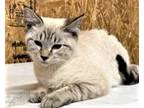 Adopt KITTEN SASSY TONK a Tonkinese / Mixed cat in Franklin, TN (36866171)