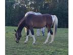 SOLD **Affectionate Trail Horse** SOLD