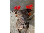 Adopt Nala a Brown/Chocolate Labrador Retriever / Pit Bull Terrier dog in Ocala