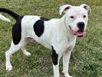 Adopt ROOSTER a White - with Black Boxer / Mixed dog in Fairfield, CA (36867724)