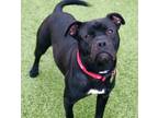 Adopt Bruno a Black American Staffordshire Terrier / Mixed dog in Santa Cruz