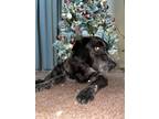 Adopt Sitka a Black - with White Australian Cattle Dog / Mixed dog in Ogden