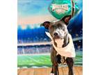 Adopt Pearl a American Staffordshire Terrier
