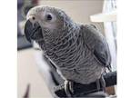 AX2 African Grey Parrots Birds - Opportunity!