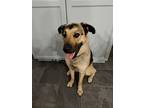 Adopt Harley a Black Shepherd (Unknown Type) / Husky / Mixed dog in Windsor