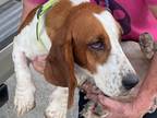 Adopt Trixie a Basset Hound / Mixed dog in Salt Lake City, UT (36875814)