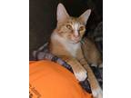Adopt Appollo a Orange or Red Tabby American Shorthair / Mixed (short coat) cat