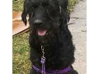 Adopt Chief a Black Russian Terrier
