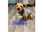 Dudley Yorkie, Yorkshire Terrier Adult Male