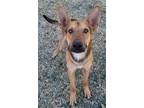 Adopt Atticus a Tan/Yellow/Fawn - with Black German Shepherd Dog dog in Castle