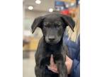Adopt Halo a Black German Shepherd Dog dog in Castle Rock, CO (36880340)