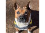 Adopt Chilly a Shar Pei / Mixed dog in Rocky Mount, VA (36879871)