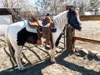 All around Ranch pony/heel pony