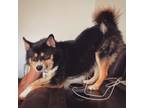 Adopt Link a Black - with Tan, Yellow or Fawn Pomeranian / Husky / Mixed dog in