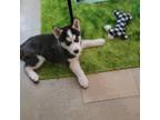 Siberian Husky Puppy for sale in Bronx, NY, USA