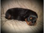 Rottweiler Puppy for sale in Wray, CO, USA
