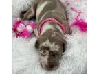 Great Dane Puppy for sale in Mandeville, LA, USA