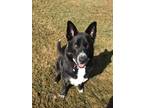 Adopt Juno a Black - with Gray or Silver Border Collie / Husky / Mixed dog in