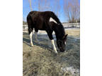 Flashy nine month old colt