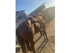 Quarter horse stallion for sale