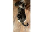 Adopt Lewis a Brown Tabby Domestic Shorthair / Mixed (short coat) cat in Gore