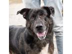 Adopt GINO a Brown/Chocolate Catahoula Leopard Dog / Mixed Breed (Large) / Mixed