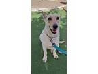 Adopt Stella a White German Shepherd Dog / Canaan Dog dog in Kensington