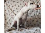 Dogo Argentino Puppy for sale in Madera, CA, USA